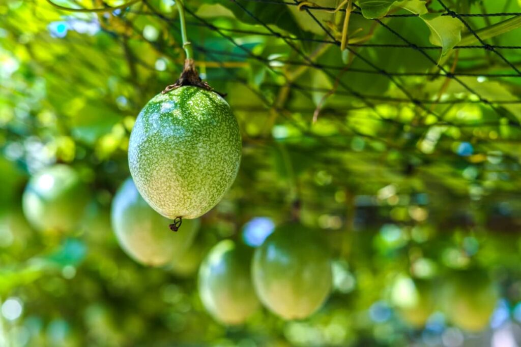 10 Best Passion Fruit Fertilizers