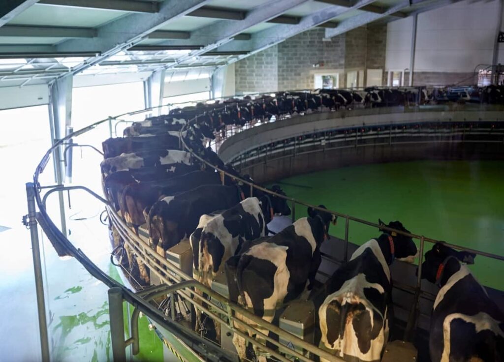 Milking Cows at Dairy Farm