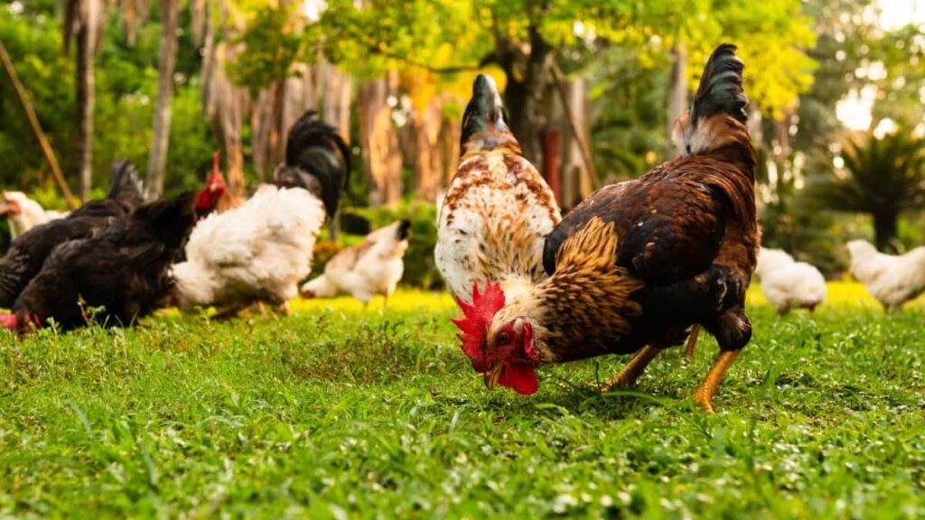 Backyard Poultry Farming in the Philippines
