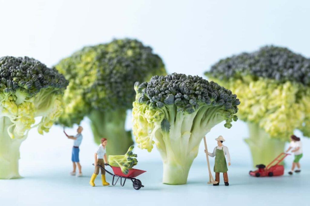 Fertilizers for Broccoli