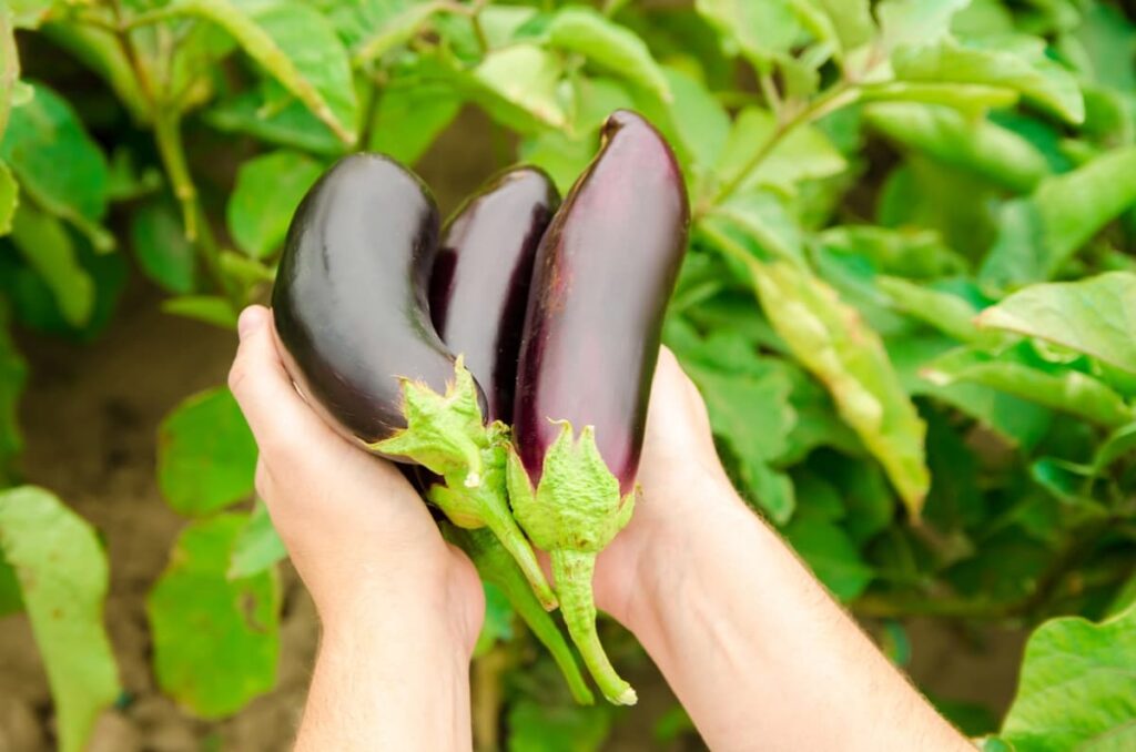 Ripe Eggplants 