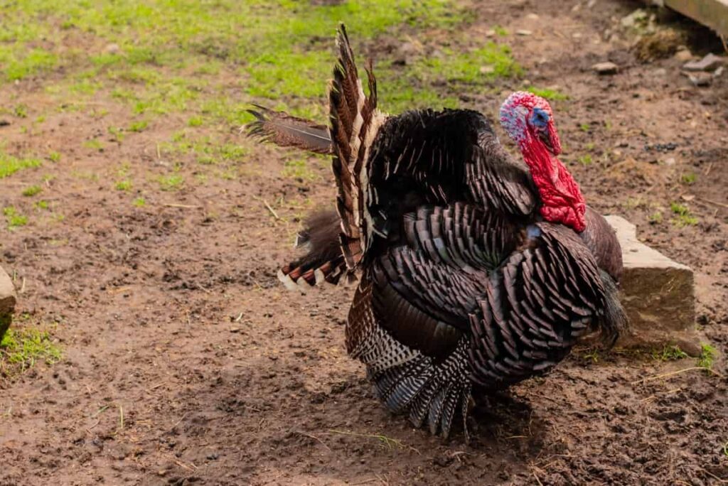 Multi-Colored Turkey