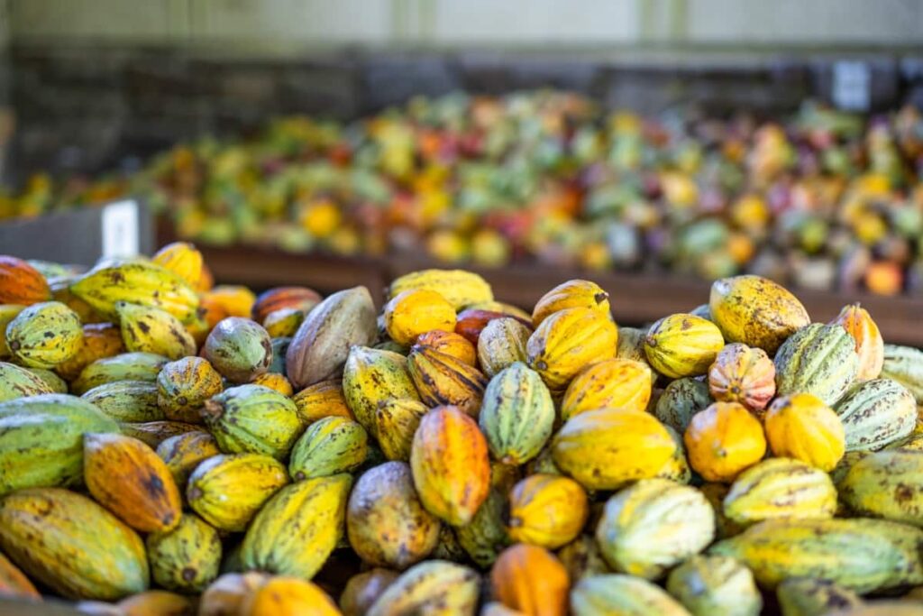 Fresh Cocoa Pod Harvest