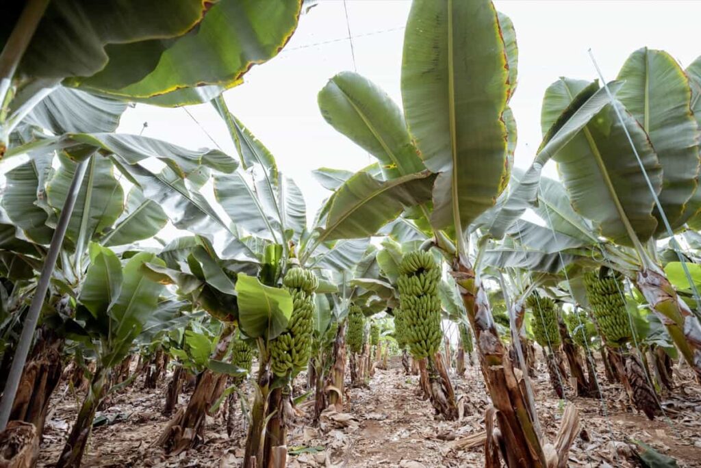 Growth Regulators in Fruit Farming