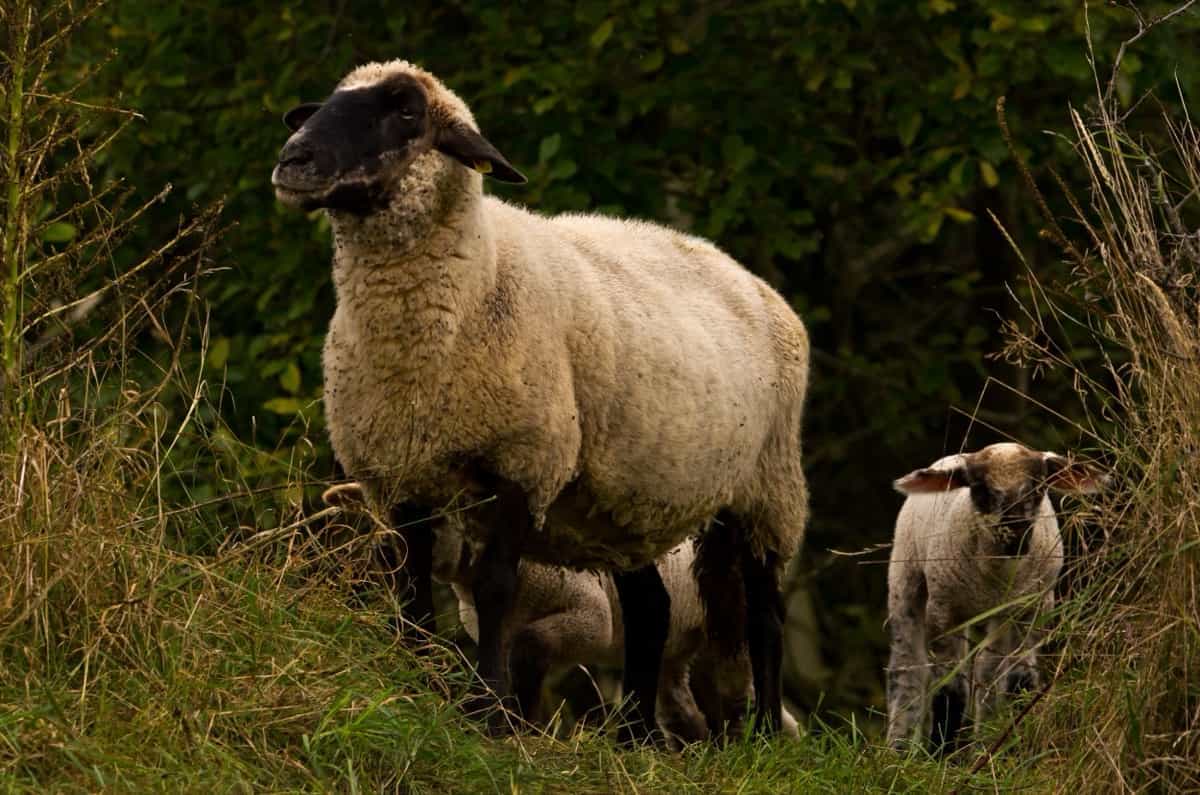 Hampshire Sheep Breed1