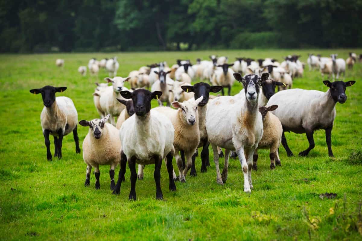 Hampshire Sheep Farming