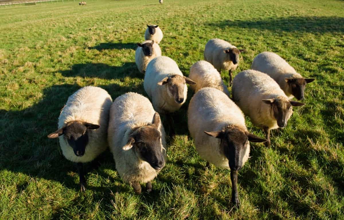 Hampshire Sheep Farm
