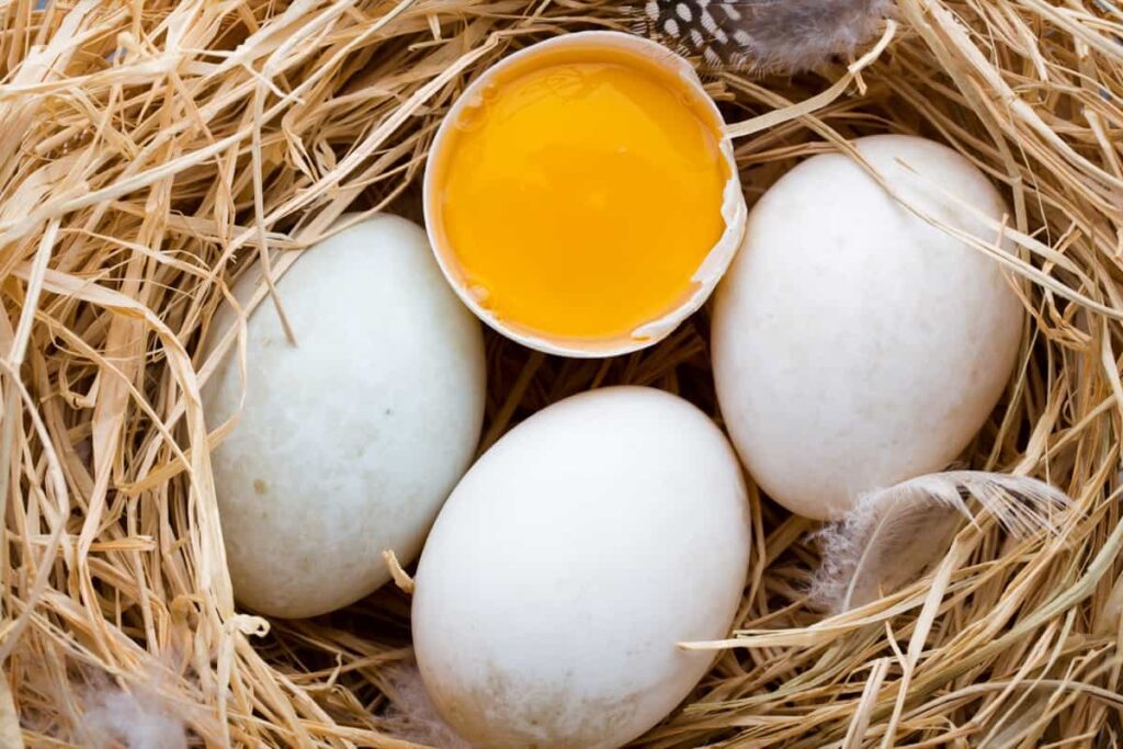 Duck eggs nest