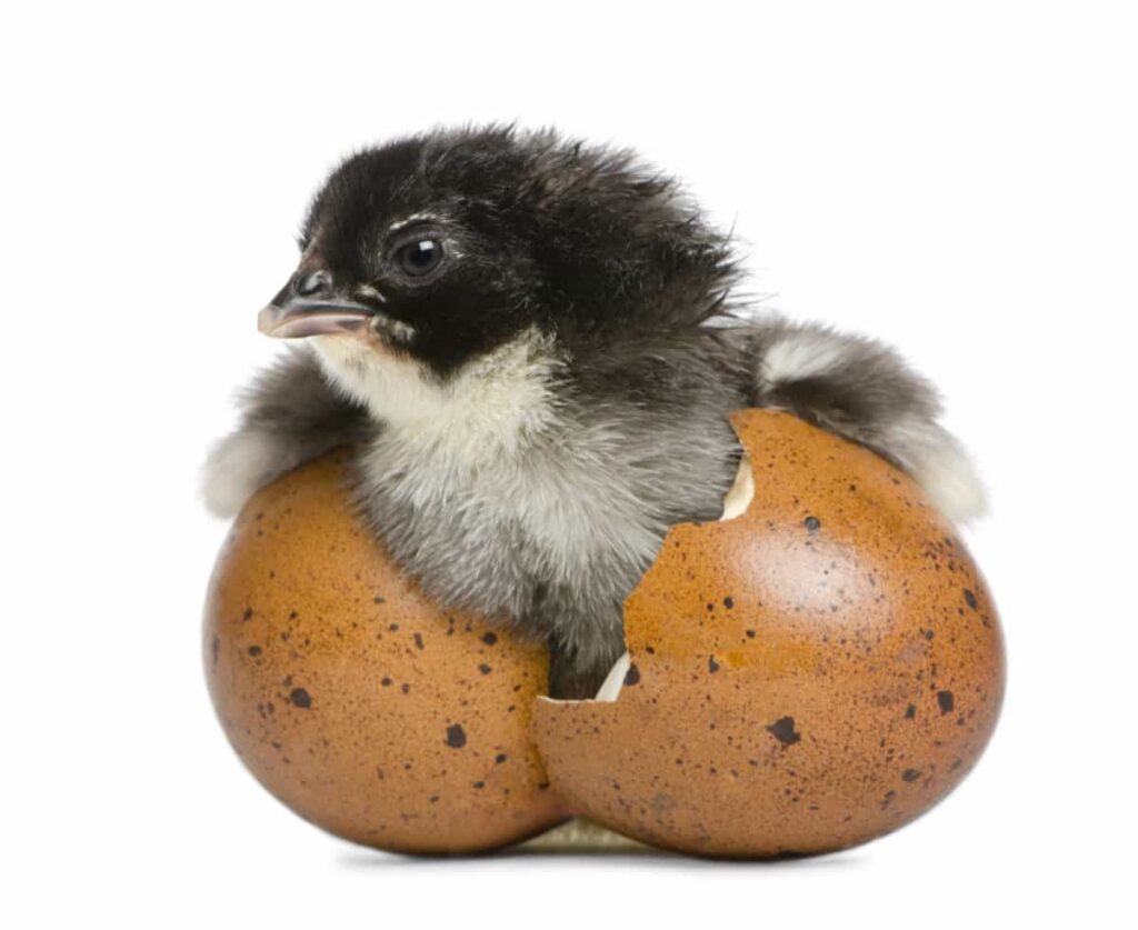 hatched egg