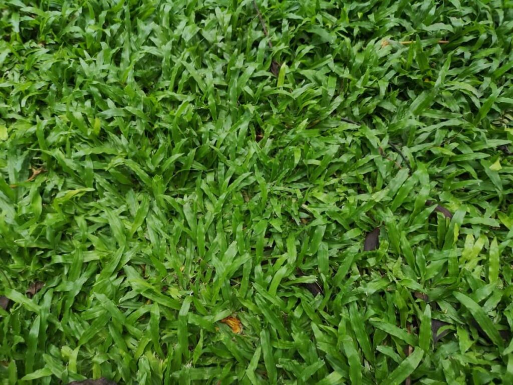 How to Grow Kikuyu Grass from Seed