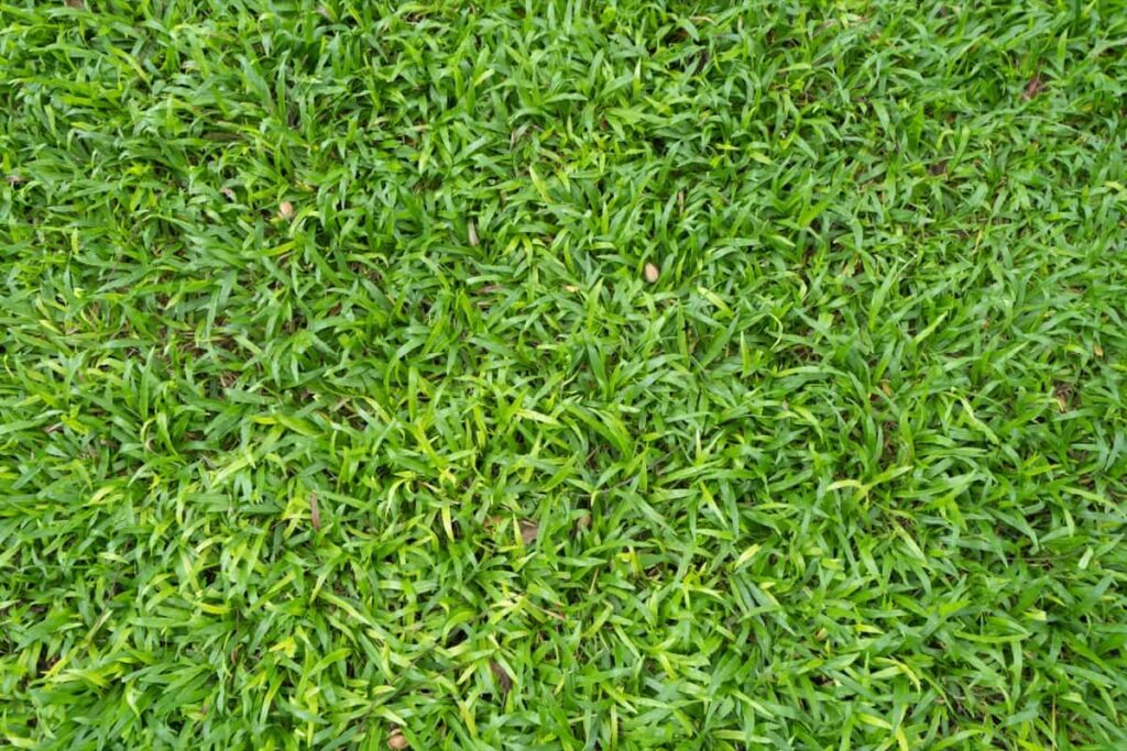Kikuyu Grass in the home garden