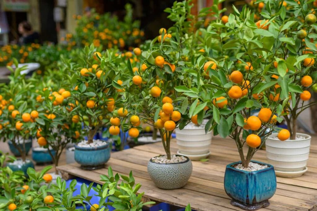 Rows of Potted Green Orange Trees 