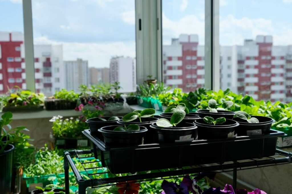 How to Grow a Garden in a City Apartment
