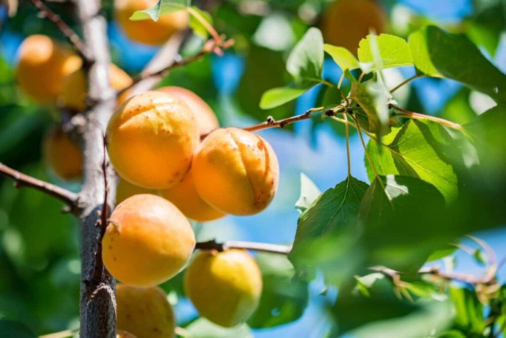 Fresh Ripe Apricots on Tree