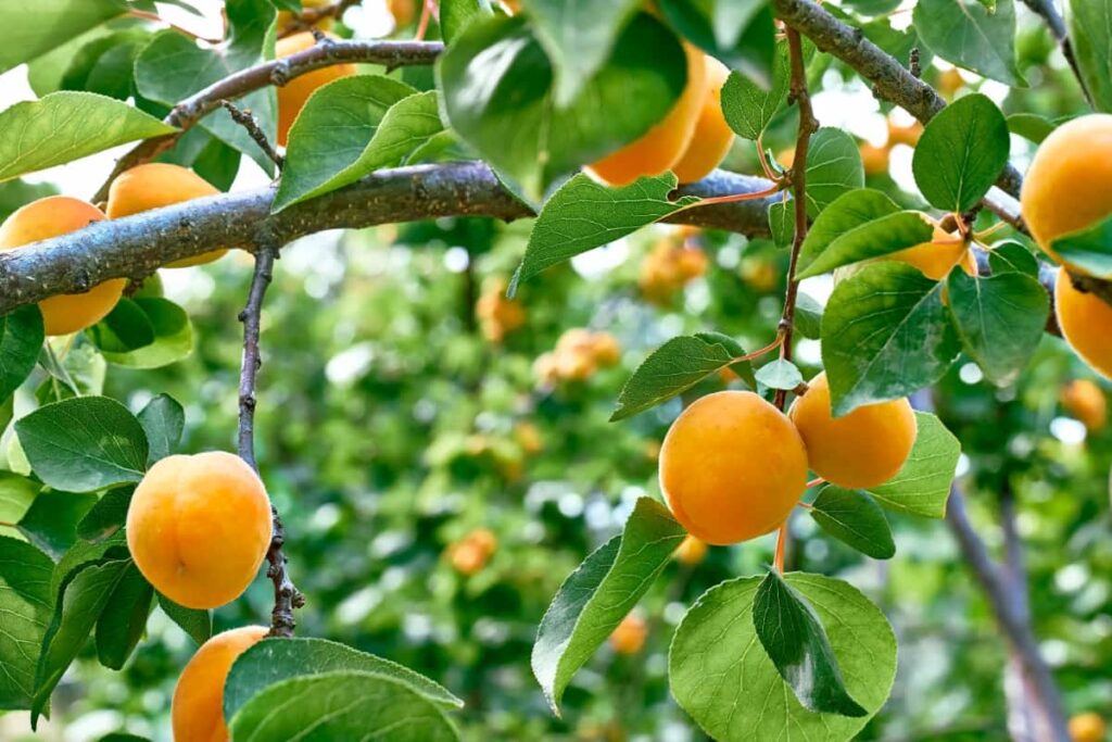 Branch with Ripe Apricots