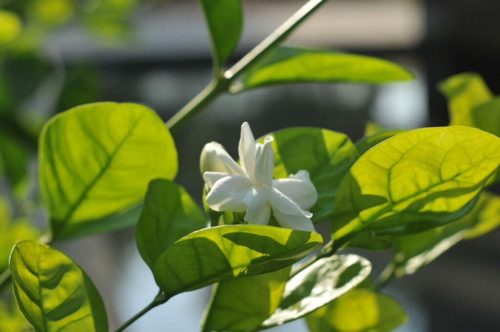 How to Increase Flowering in Jasmine