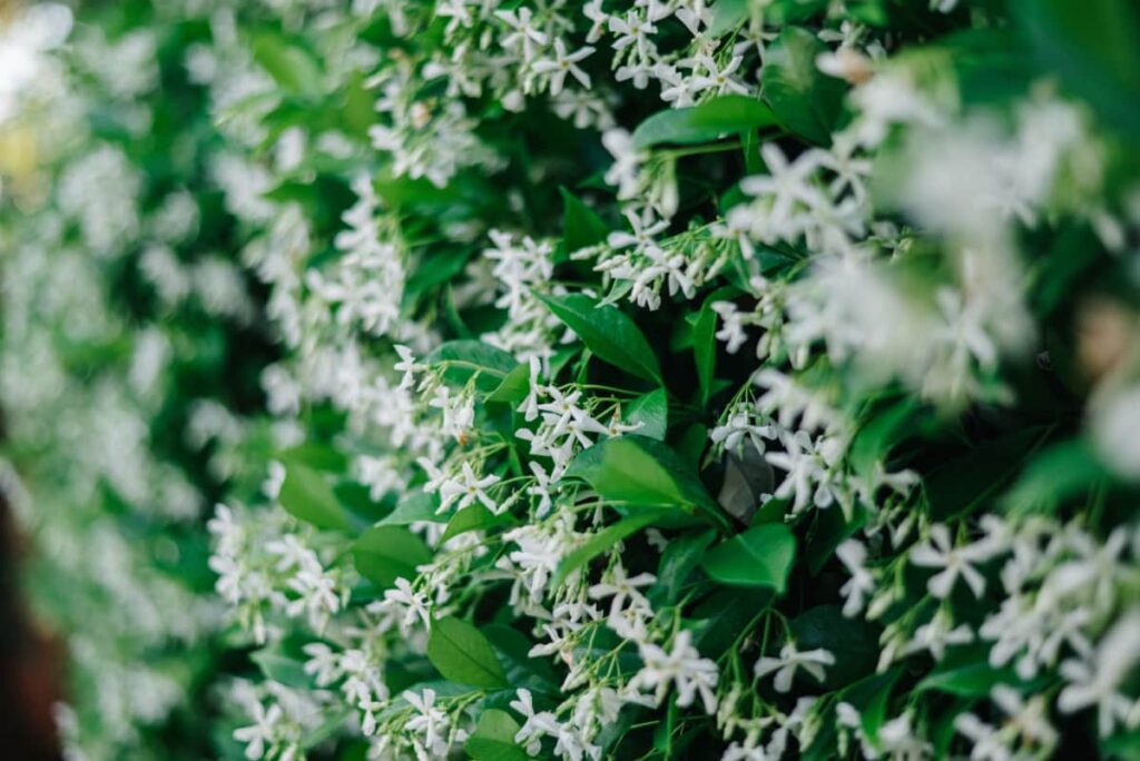 Blooming Jasmine