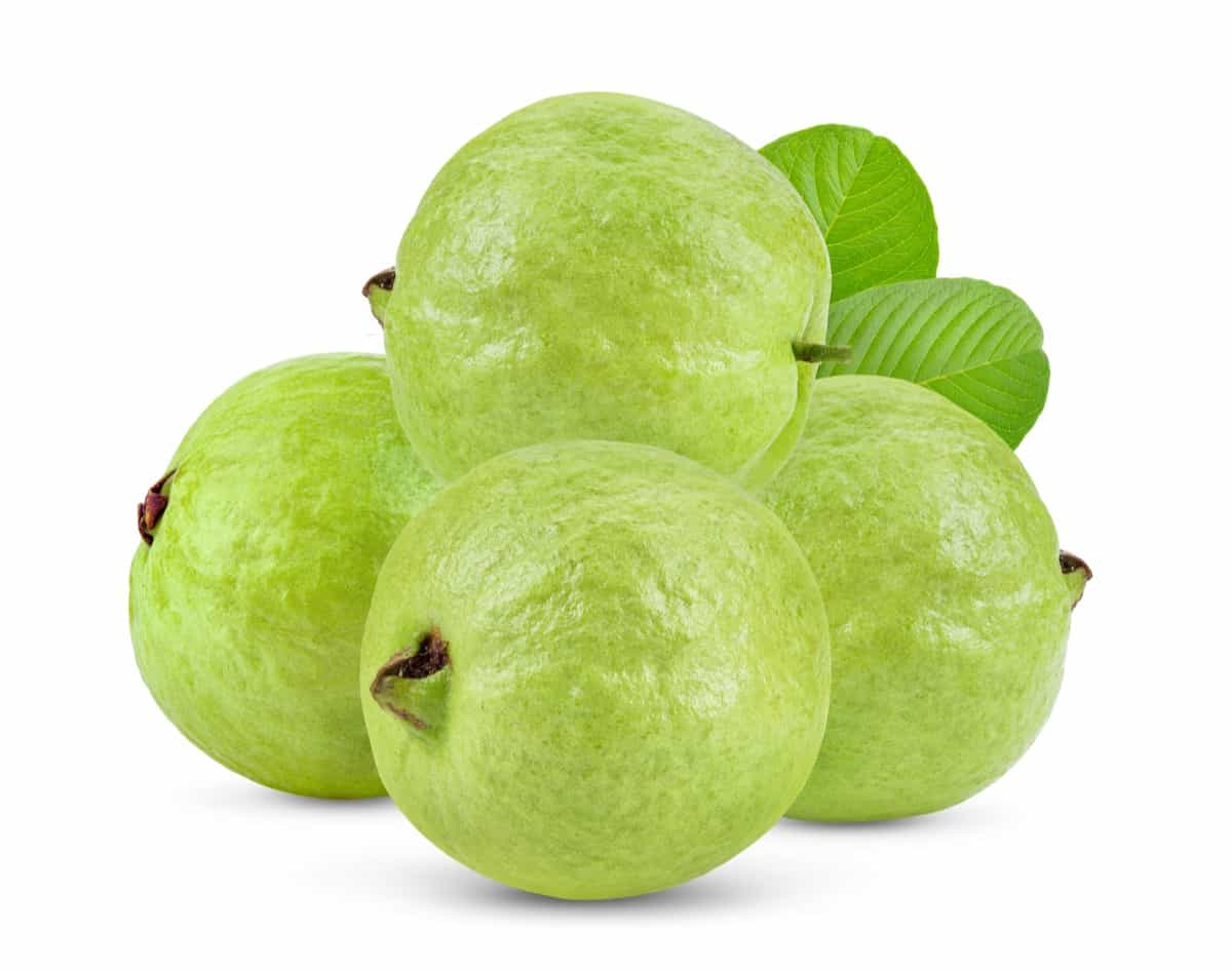 How to Increase Guava Fruit Size