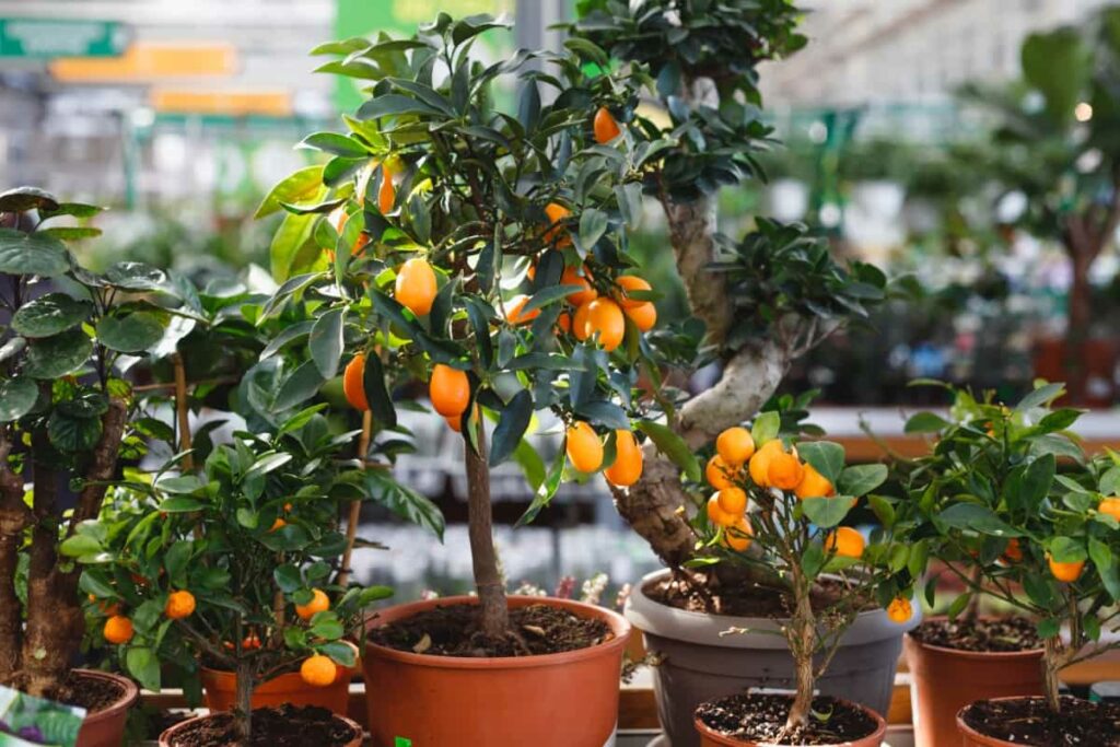 How to Plant Kumquat in Pots