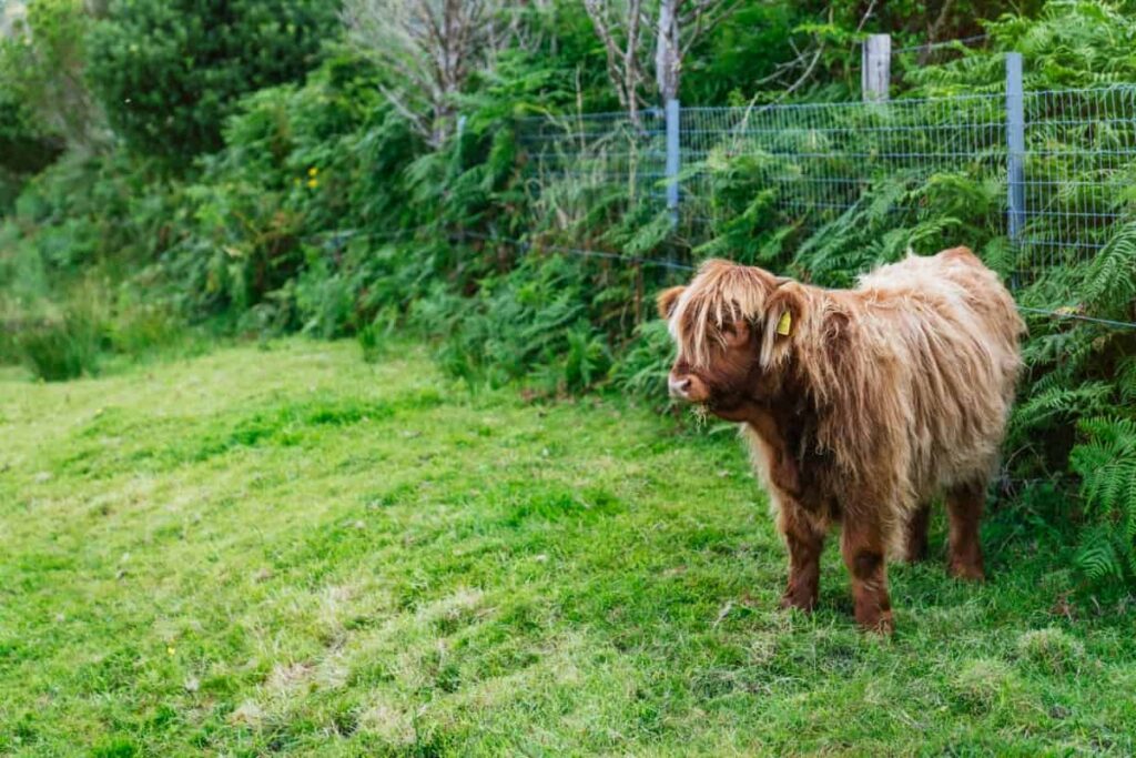 How to Raise Mini Highland Cows