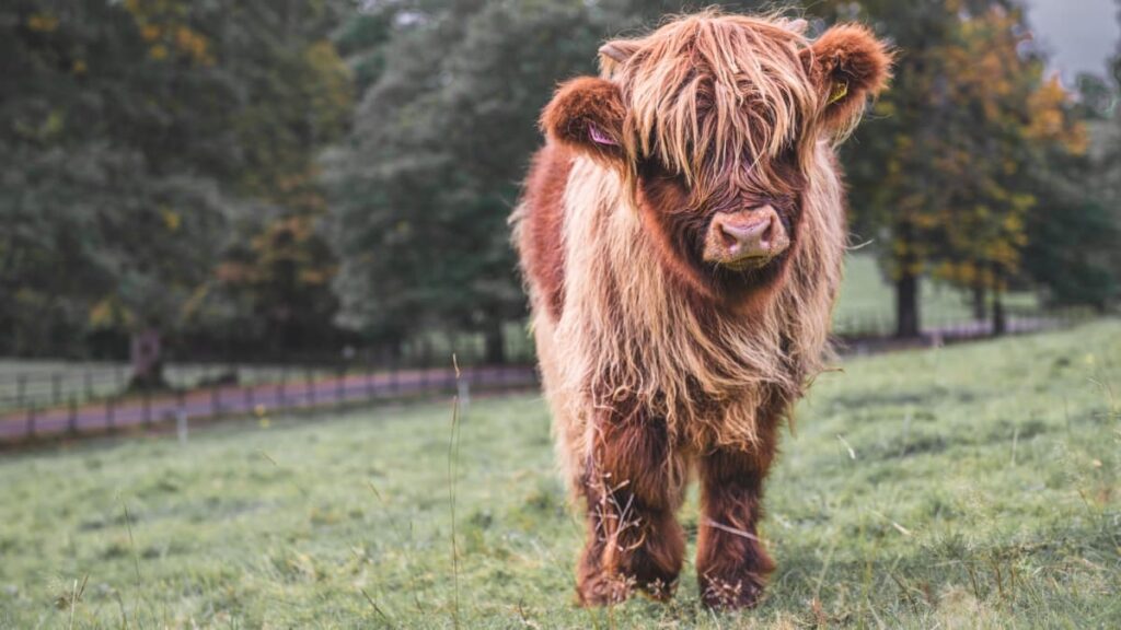 Highland Cow in A Field 