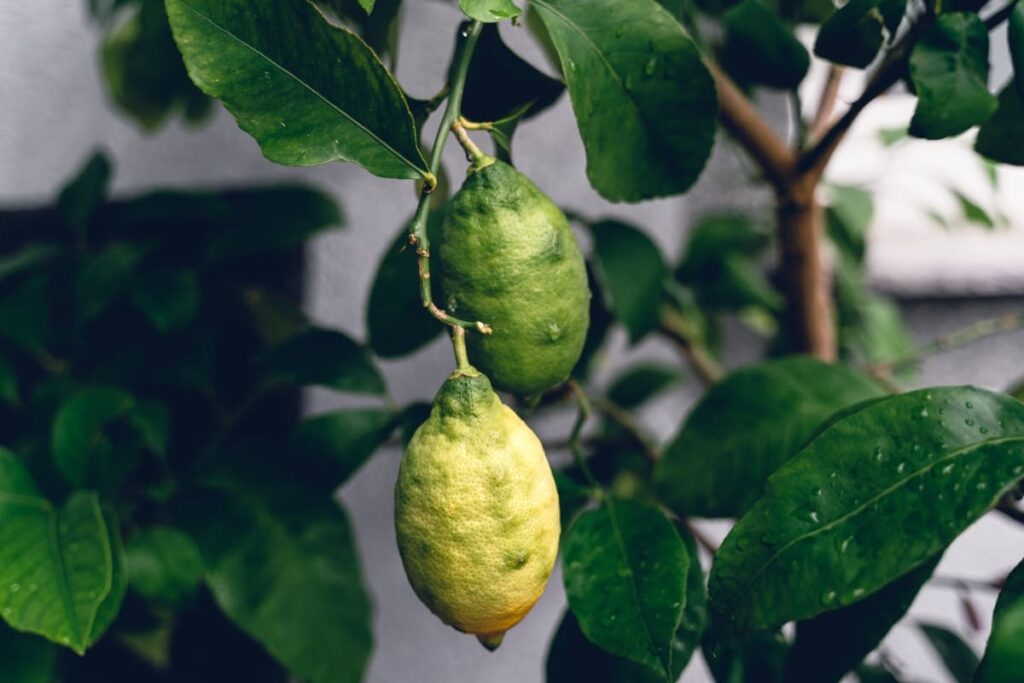 Unripe Lemons on The Tree
