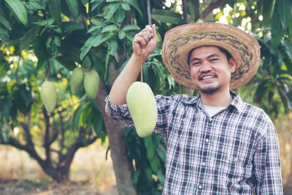 Mango Farming in Thailand