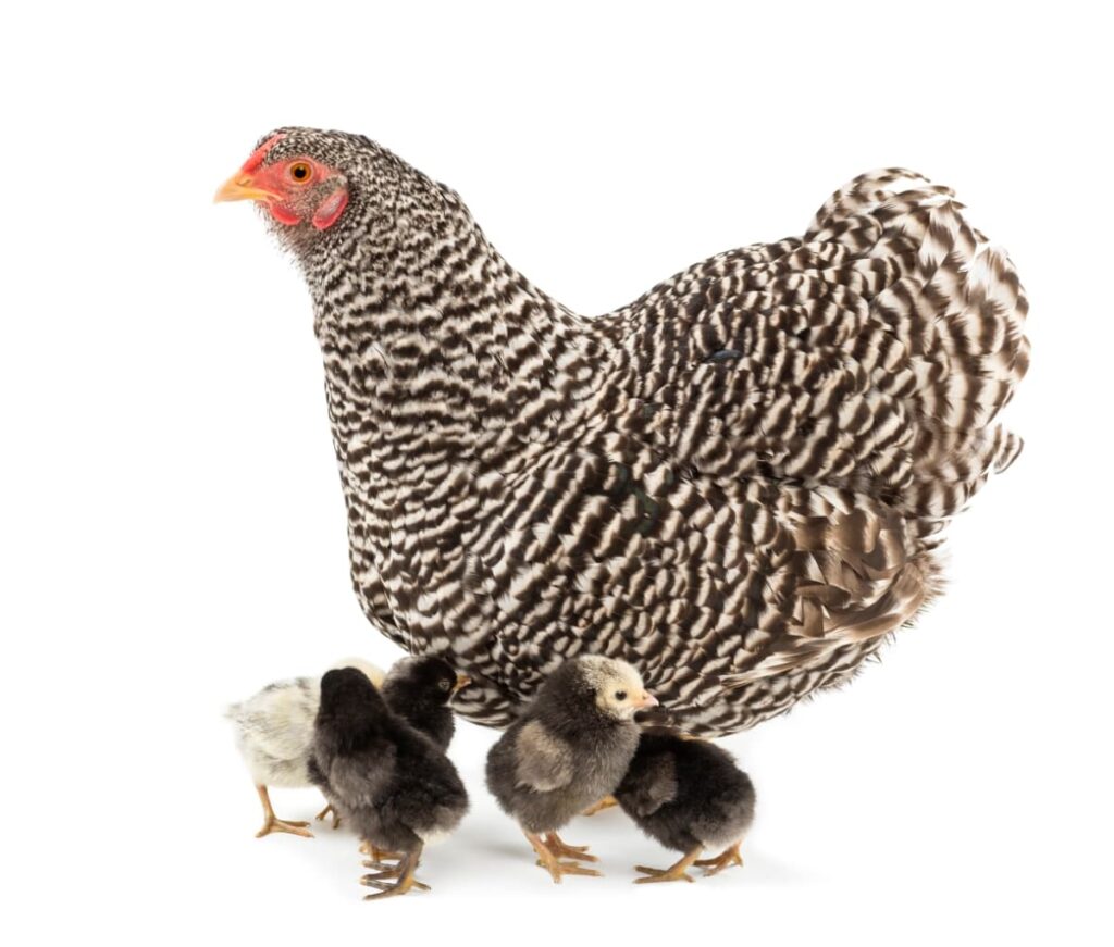 Mother Hen with Its Chicks