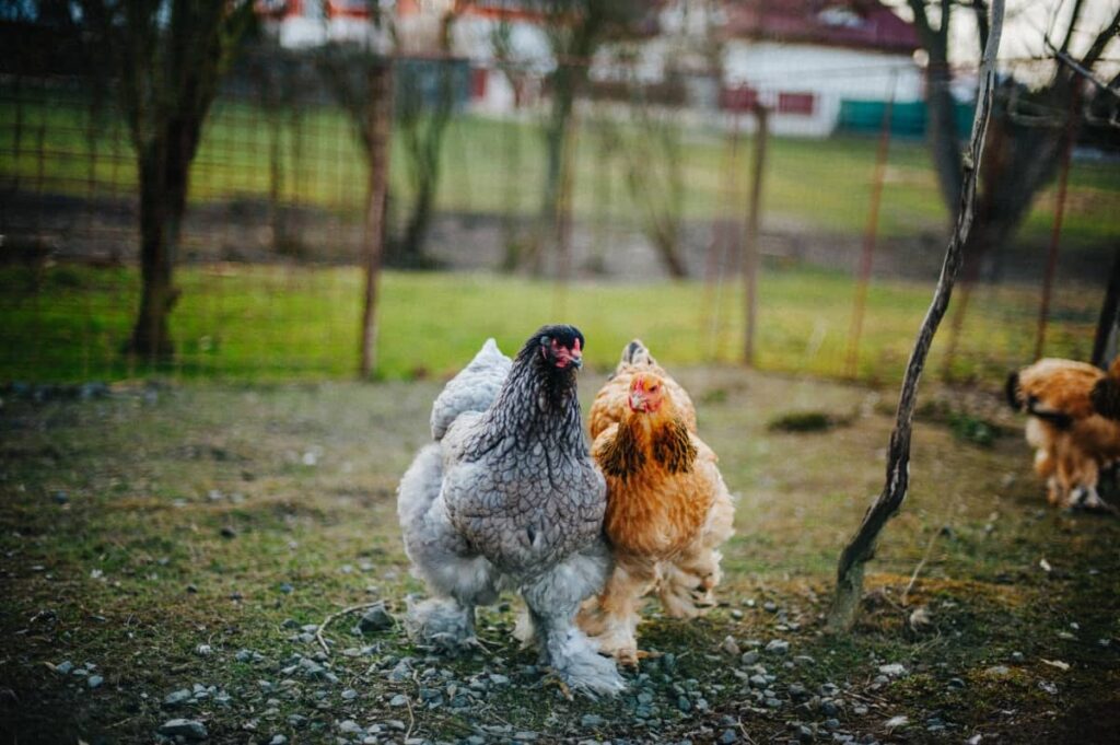 Gray Cochin Chicken and A Hen in The Farm