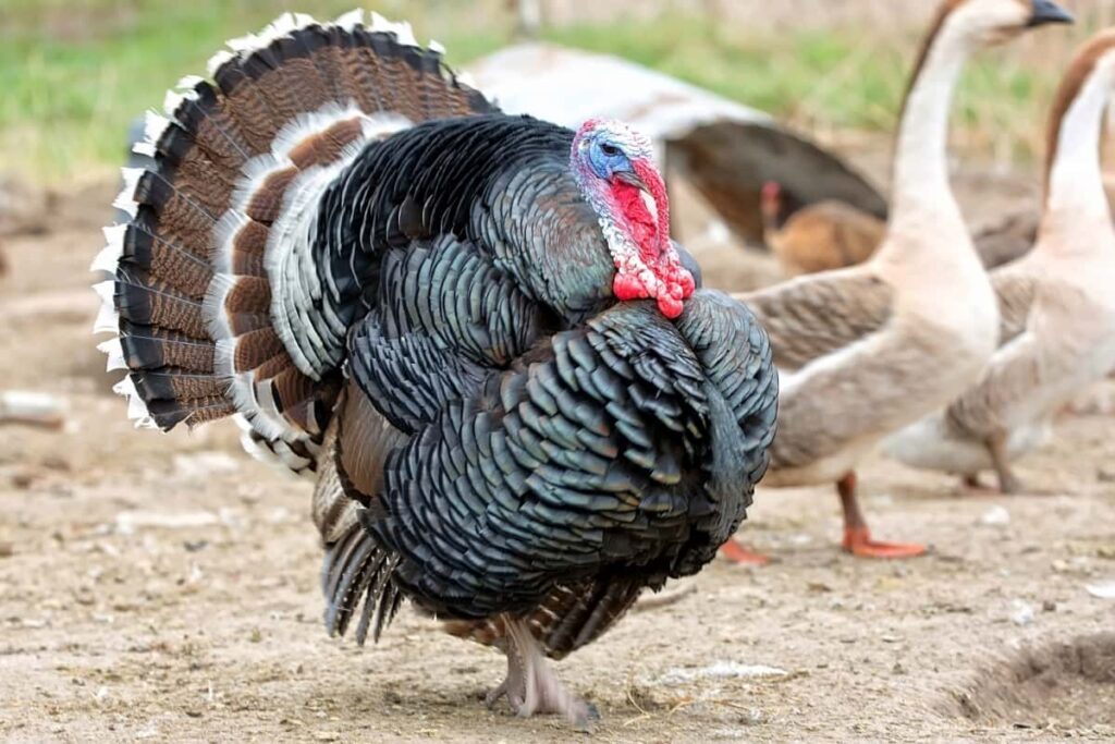 Narragansett Turkey Breed