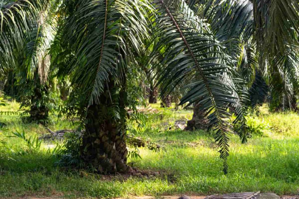 Oil Palm Farming in Malaysia