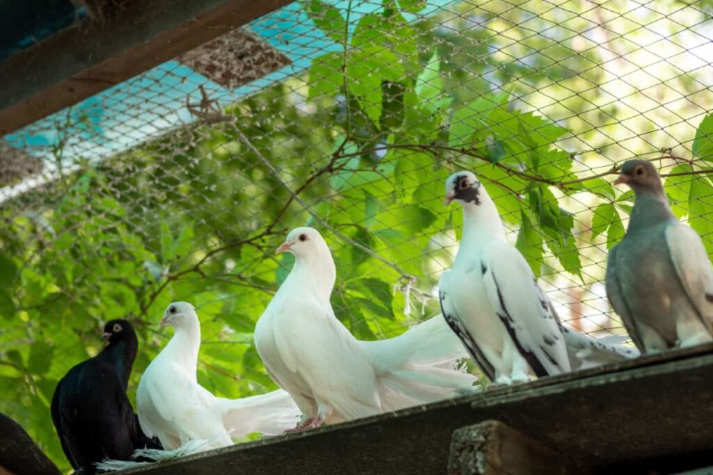 Domestic Pedigreed Pigeons