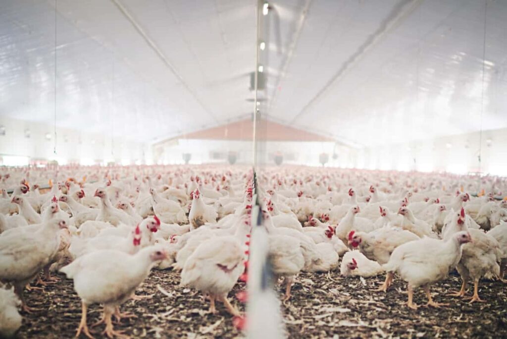 Poultry Farming in Malaysia