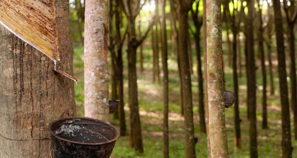 Rubber Tapping in Rubber Tree