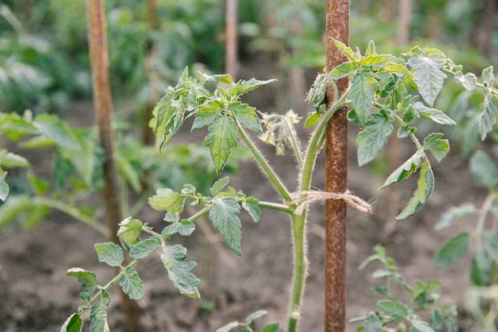 Tomato Yellow Leaf Curl Virus Management