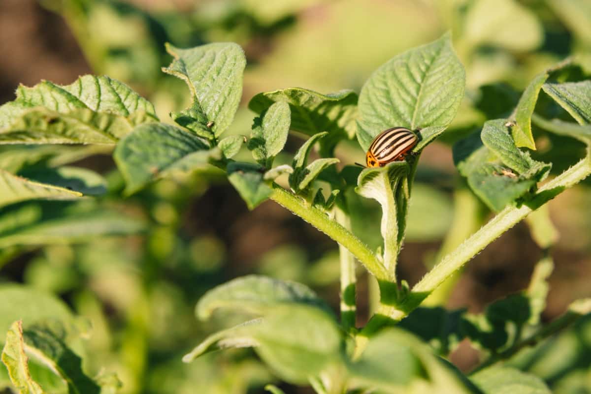 Colorado Beetle Eating Potato Leaves