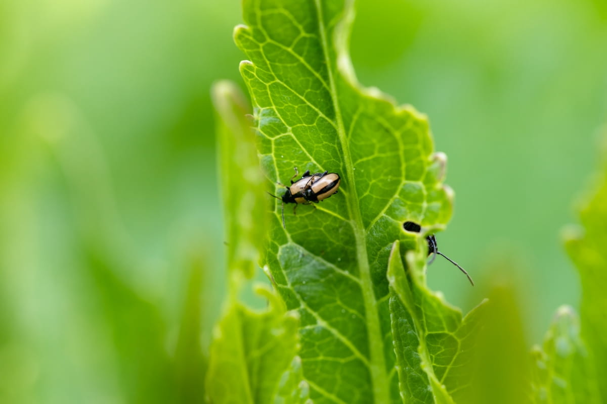 Top 10 Homemade Sprays for Flea Beetles
