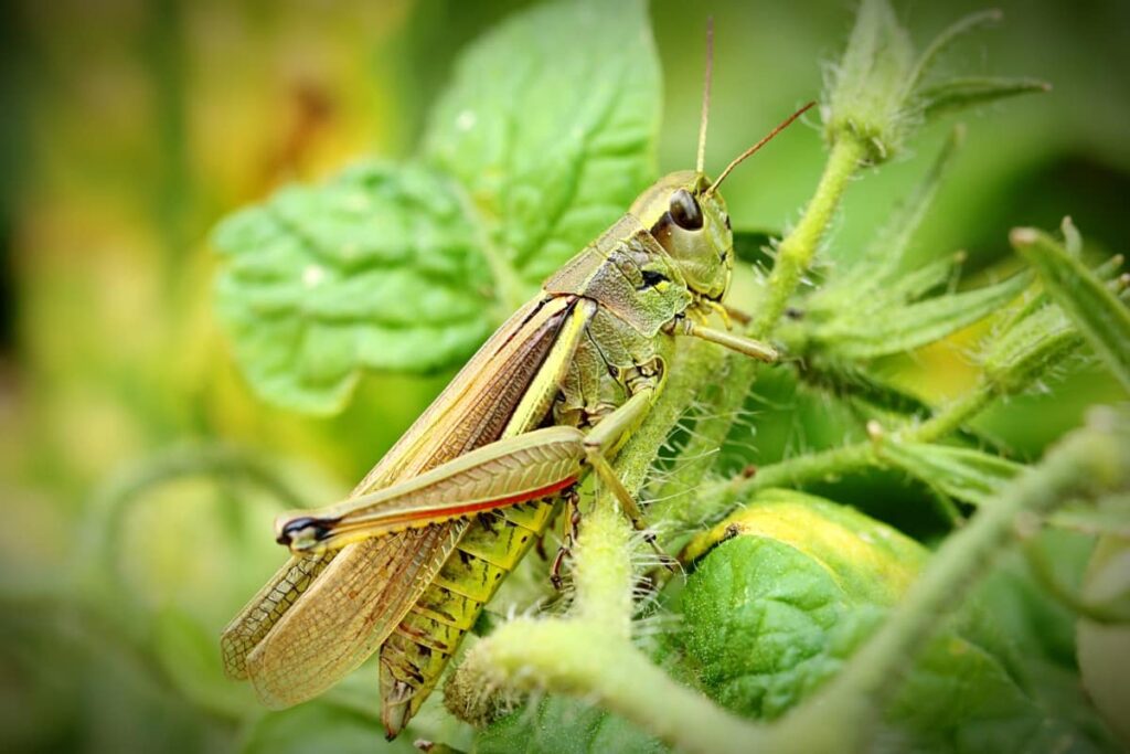 Top 10 Homemade Sprays for Grasshoppers