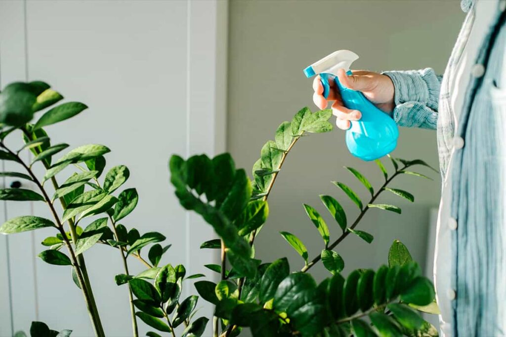 watering home plant
