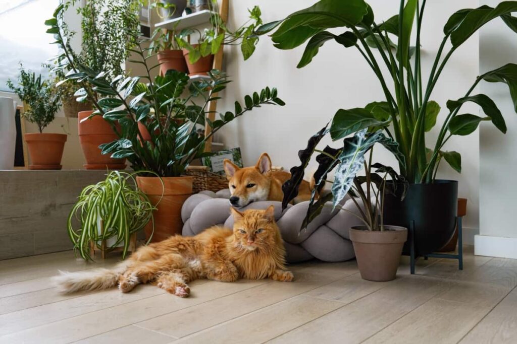 Top 12 Best Pet-Friendly Indoor Plants