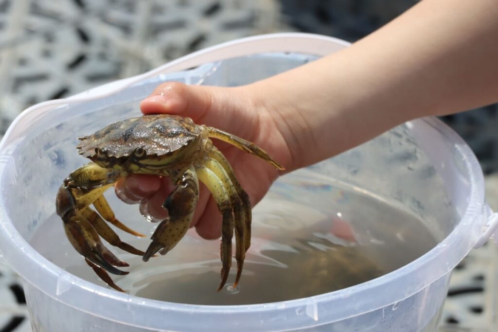 Holding a Crab