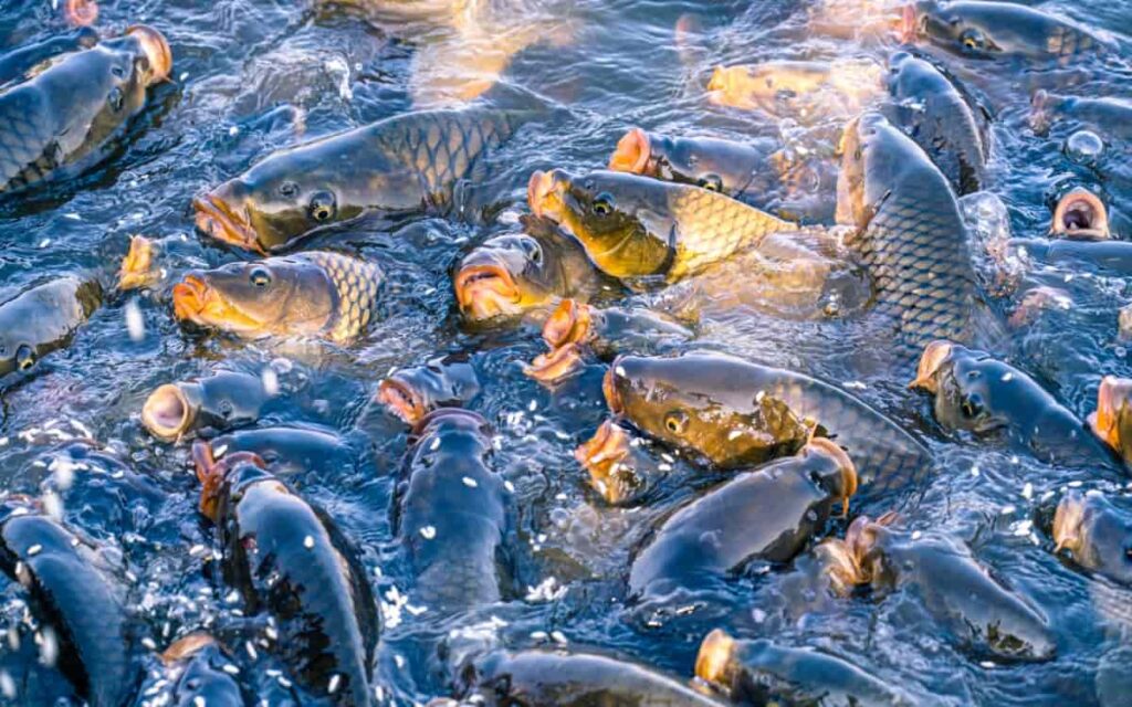 Fish Playing on Surface of Water