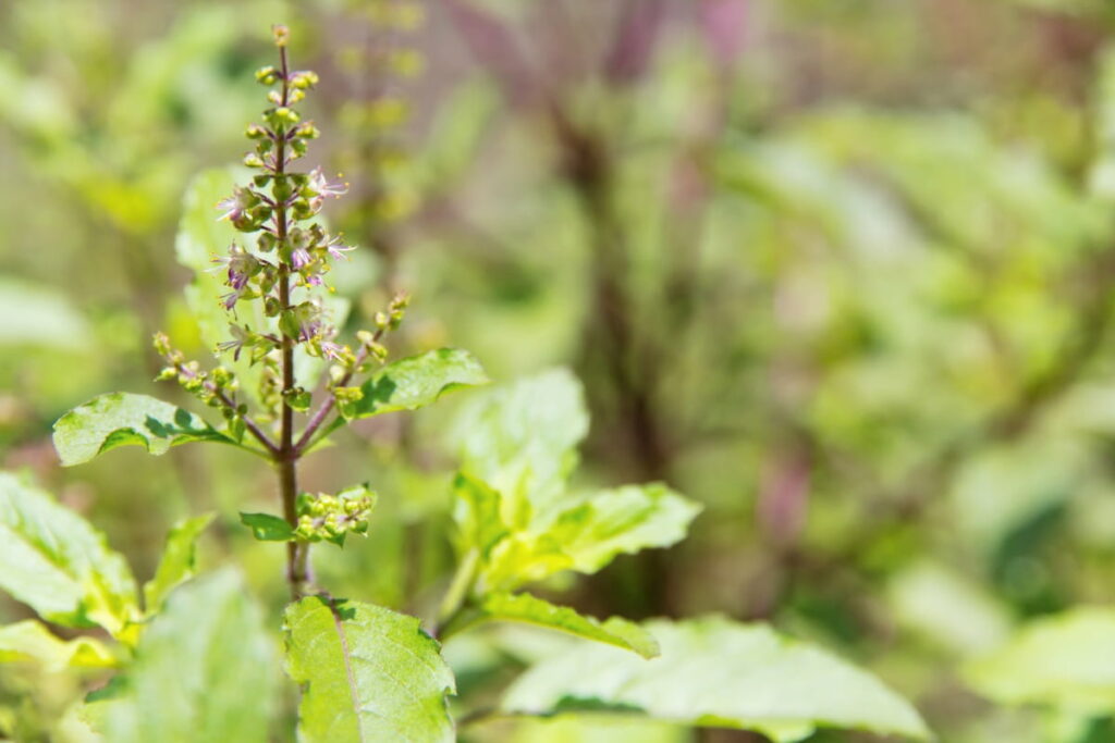 10 Homemade Fertilizers for Tulsi
