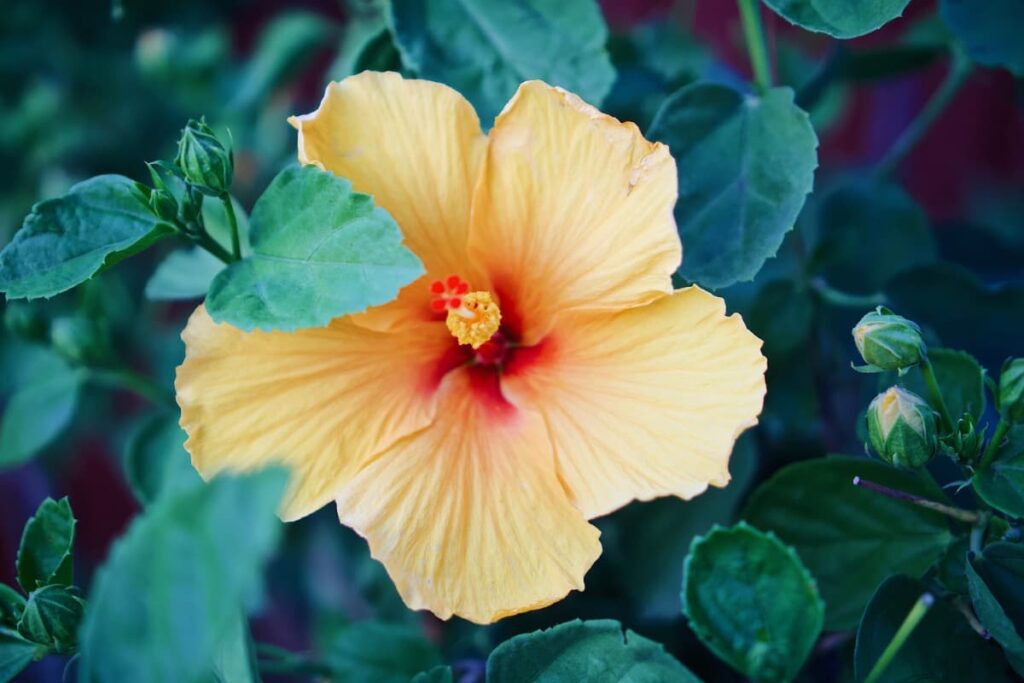 10 Reasons Why Your Hibiscus Buds are Falling Off
