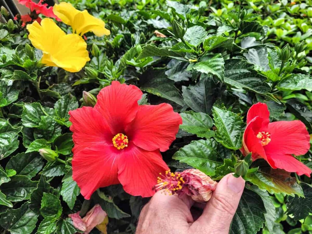 Removing Dead Flower Heads from Hibiscus Plant