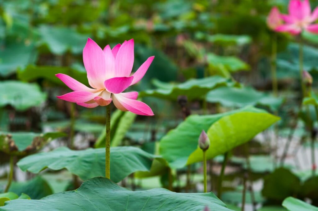 10 Reasons Why Your Lotus Plant is Not Blooming