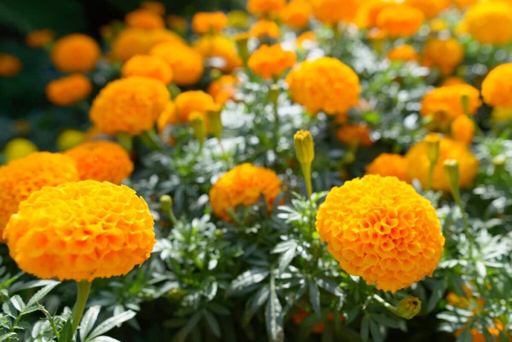 10 Reasons Why Your Marigold is Not Blooming
