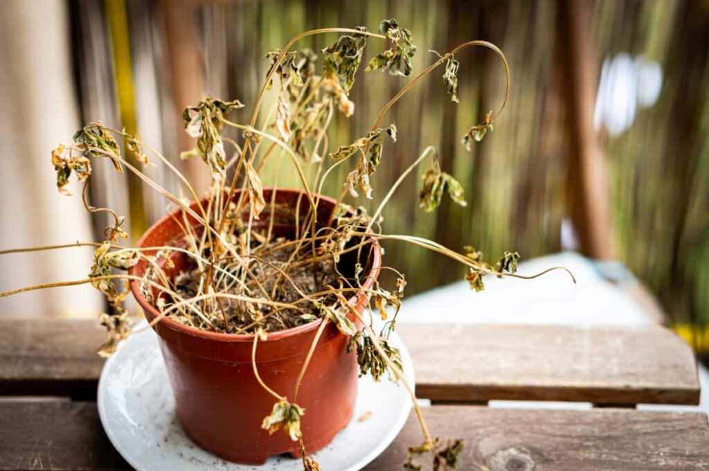 10 Reasons Why Your Potted Plant Leaves Are Drying