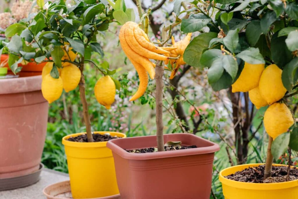 10 Reasons Why Your Potted Tree is Not Fruiting