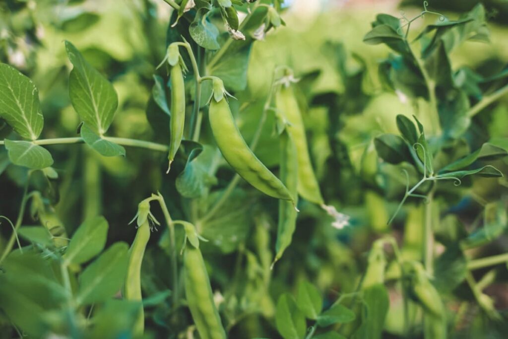 11 Best Homemade Fertilizers for Legumes